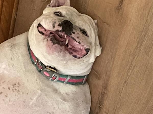 /Images/uploads/Long Island Bulldog Rescue/LIBR-2025-Calendar/entries/32178thumb.jpg